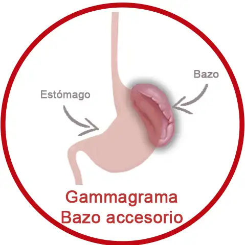 Gammagrama Bazo